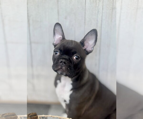 Medium Photo #10 Faux Frenchbo Bulldog Puppy For Sale in Corona, CA, USA