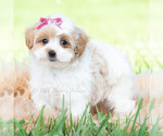 Small #2 Maltipoo (Toy)