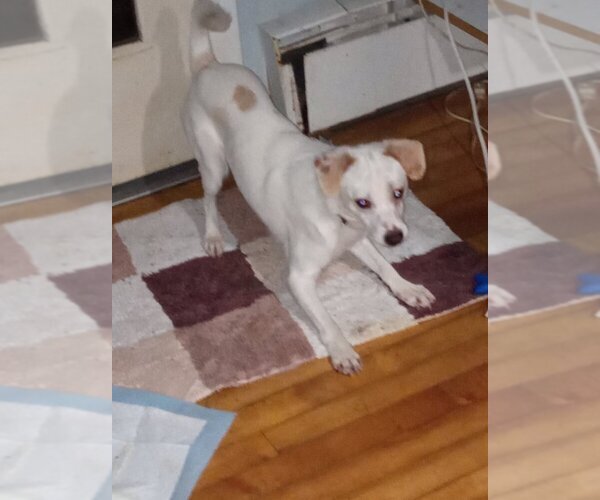 Medium Photo #10 Mutt Puppy For Sale in Bellingham, WA, USA
