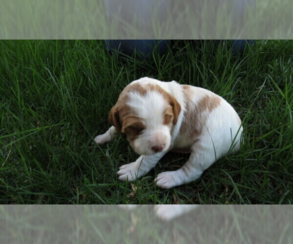 Medium Photo #7 Brittany Puppy For Sale in RIDGECREST, CA, USA