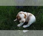 Small Photo #7 Brittany Puppy For Sale in RIDGECREST, CA, USA