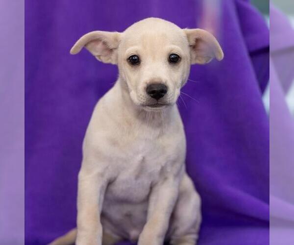 Medium Photo #6 Chug Puppy For Sale in San Diego, CA, USA