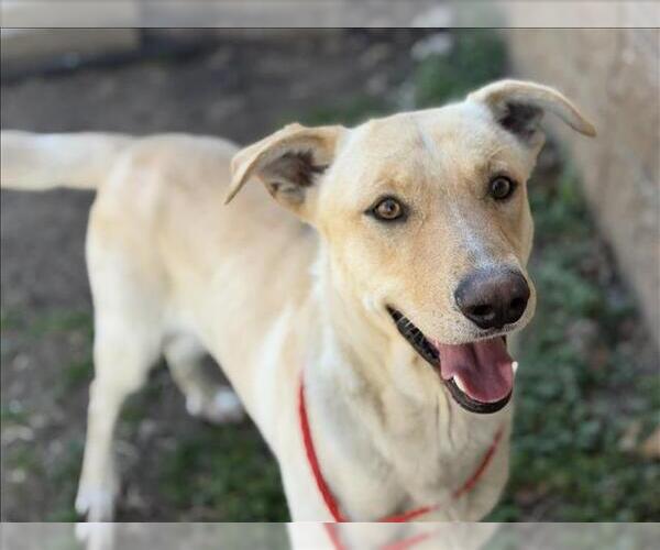 Medium Photo #2 Labrador Retriever-Unknown Mix Puppy For Sale in Tulsa, OK, USA