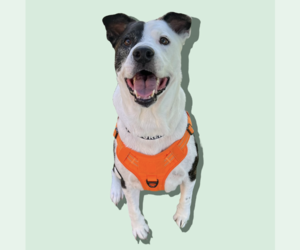 PETEY - Male Mutt Dog for Adoption - Photo #6