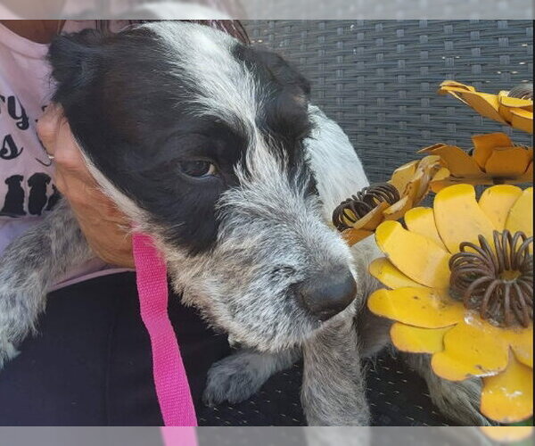 Medium Photo #4 Mutt Puppy For Sale in Grafton, WI, USA