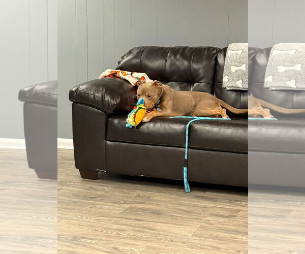 Medium Photo #4 American Pit Bull Terrier-American Staffordshire Terrier Mix Puppy For Sale in Duluth, MN, USA