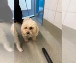 Small Maltese