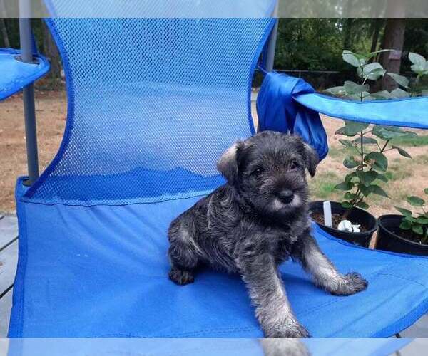 Medium Photo #4 Schnauzer (Miniature) Puppy For Sale in GIG HARBOR, WA, USA