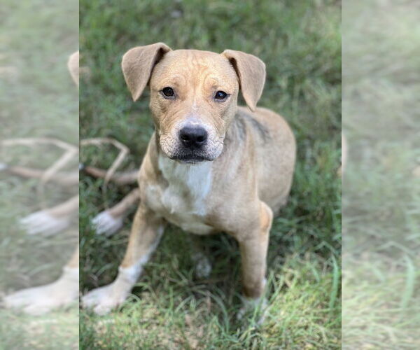 Medium Photo #1 American Pit Bull Terrier-Unknown Mix Puppy For Sale in FRAMINGHAM, MA, USA