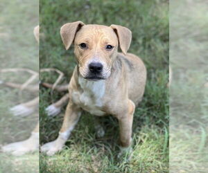 American Pit Bull Terrier-Unknown Mix Dogs for adoption in FRAMINGHAM, MA, USA