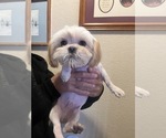 Small Photo #3 Shih Tzu Puppy For Sale in SPG VALLEY LK, CA, USA