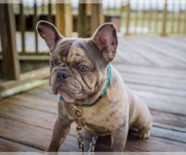 Medium Photo #1 French Bulldog Puppy For Sale in SAN ANTONIO, TX, USA