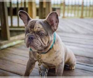 Father of the French Bulldog puppies born on 06/16/2025