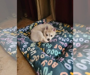 Alaskan Klee Kai Puppy for sale in EL PASO, TX, USA
