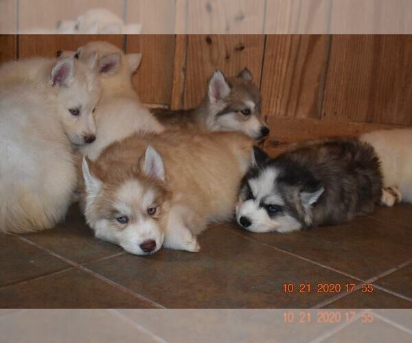 Medium Photo #18 Siberian Husky Puppy For Sale in DINWIDDIE, VA, USA