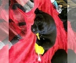 Small Photo #7 Labrador Retriever Puppy For Sale in WOODLAND, WA, USA