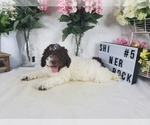 Small Photo #2 Labradoodle Puppy For Sale in COLLEGE STA, TX, USA