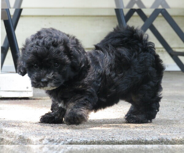 Medium Photo #1 ShihPoo Puppy For Sale in DONGOLA, IL, USA
