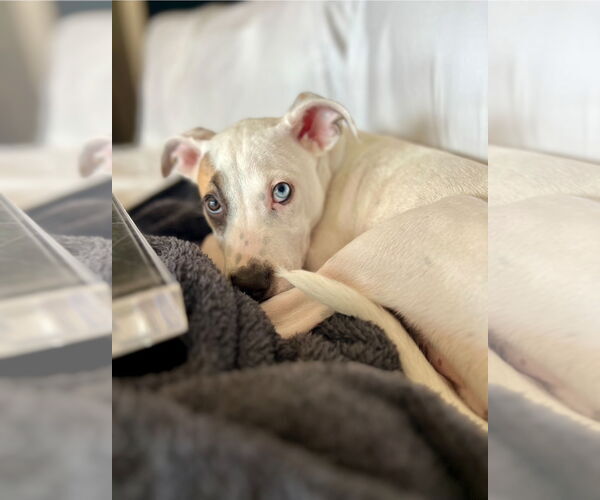 Medium Photo #3 Mutt Puppy For Sale in Brooklyn Center, MN, USA