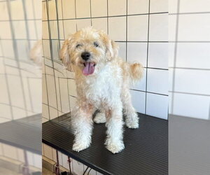 Poodle (Miniature)-Unknown Mix Dogs for adoption in Downey, CA, USA