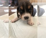 Small Photo #6 Beagle Puppy For Sale in FORT DODGE, IA, USA