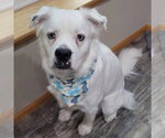 Small Great Pyrenees Mix