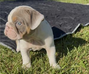 Medium Bulldog
