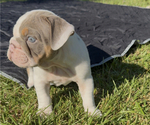 Puppy Prince Cairo Bulldog