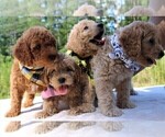 Small Photo #46 Goldendoodle Puppy For Sale in TIMBERLAKE, NC, USA