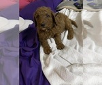 Small Photo #13 Poodle (Standard) Puppy For Sale in BARTLETT, TX, USA