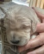 Small Photo #1 Labradoodle Puppy For Sale in HOLLYWOOD PARK, TX, USA