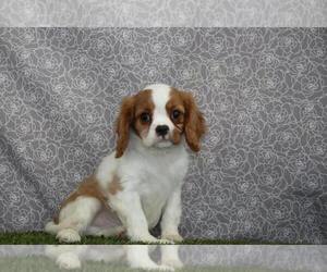 Cavalier King Charles Spaniel Puppy for sale in WOOSTER, OH, USA