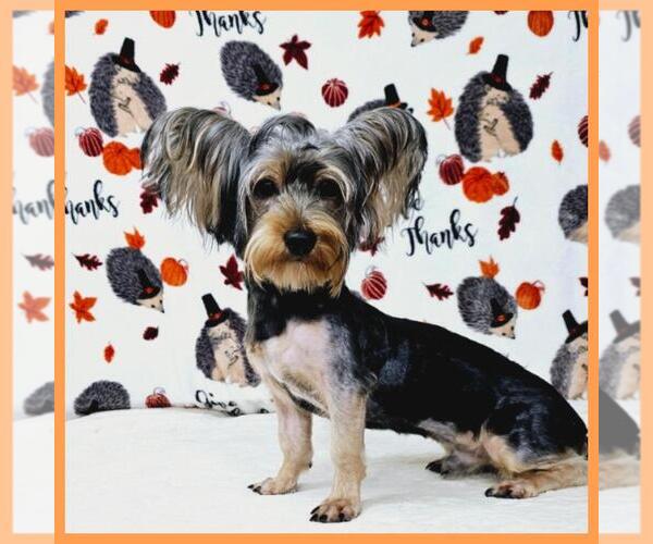 Medium Photo #1 Yorkshire Terrier Puppy For Sale in TAYLOR, TX, USA