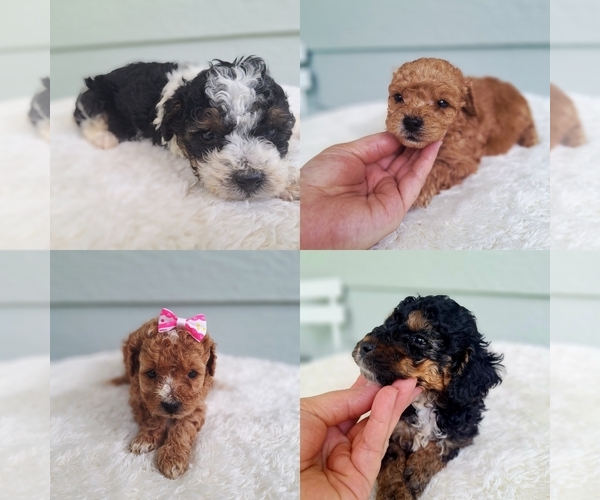Medium Photo #1 Poodle (Toy) Puppy For Sale in PALM BAY, FL, USA
