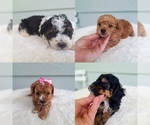 Small Poodle (Toy)