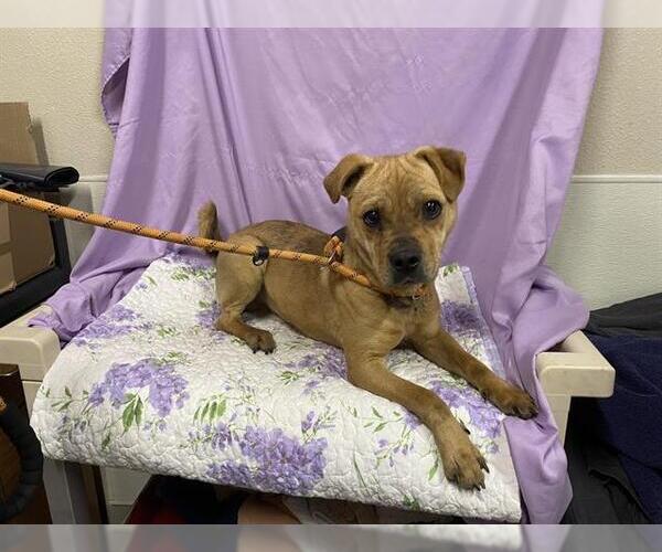 Medium Photo #1 Chinese Shar-Pei-Unknown Mix Puppy For Sale in Modesto, CA, USA