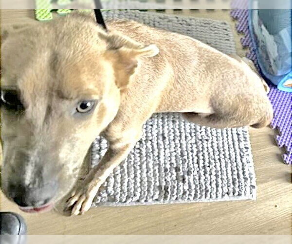 Medium Photo #1 American Pit Bull Terrier-Unknown Mix Puppy For Sale in Houston, TX, USA