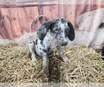 Small #2 Catahoula Leopard Dog