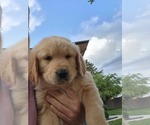 Small Photo #1 Golden Retriever Puppy For Sale in NEPHI, UT, USA