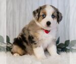 Small #3 Miniature Australian Shepherd