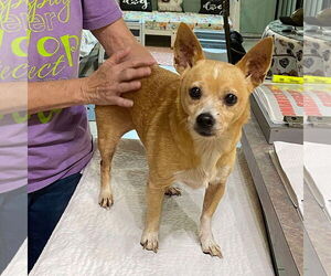 Chihuahua Dogs for adoption in Benton, LA, USA