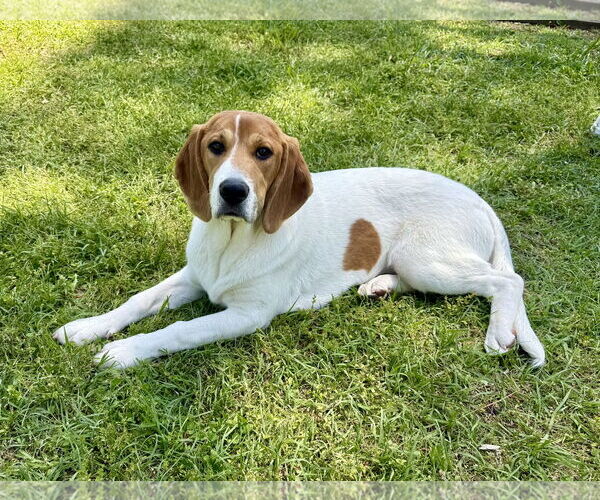 Medium Photo #1 Beagle-German Shepherd Dog Mix Puppy For Sale in Texarkana, TX, USA