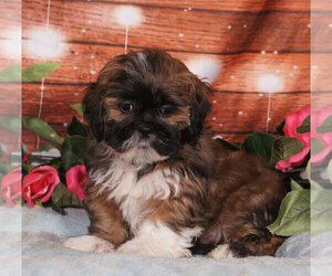 Lhasa Apso Puppy for sale in PENNS CREEK, PA, USA