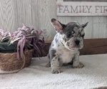 Small #5 French Bulldog