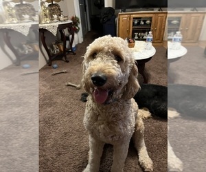Father of the Double Doodle puppies born on 06/02/2025