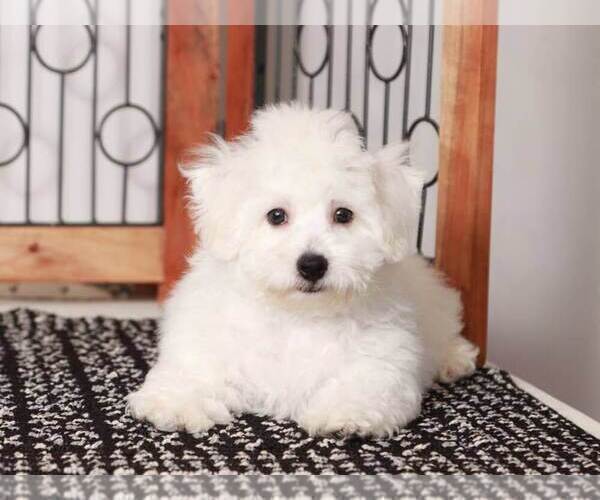 Medium Photo #4 Bichon Frise Puppy For Sale in NAPLES, FL, USA