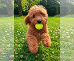 Small #11 Goldendoodle mix (+ Poodle Miniature)