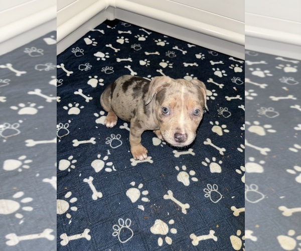 Medium Photo #1 American Bully Puppy For Sale in WINSTON SALEM, NC, USA