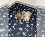Puppy Harley Queen American Bully