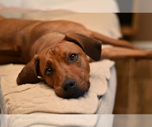 Medium Rhodesian Ridgeback